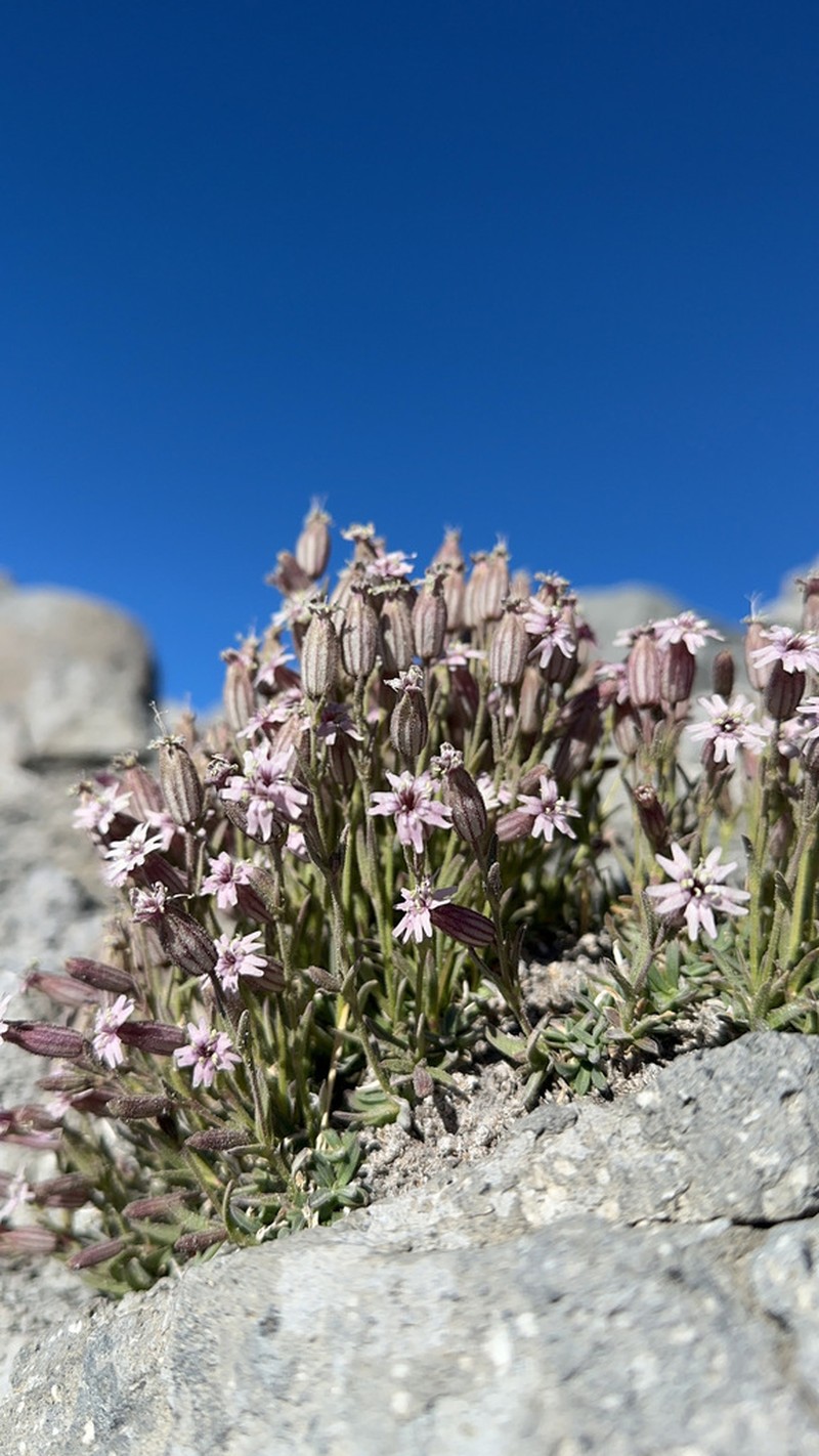 Suksdorf's Silene photo 5