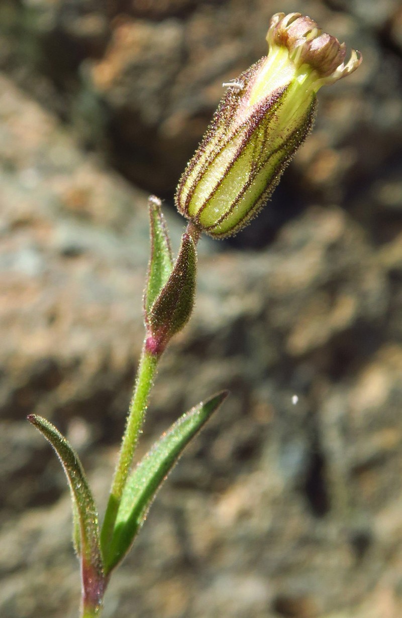 Suksdorf's Silene photo 6