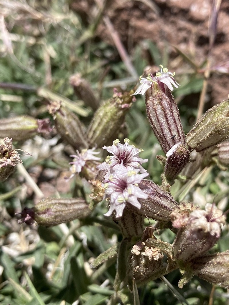 Suksdorf's Silene photo 7