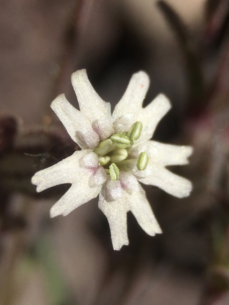 Suksdorf's Silene photo 8