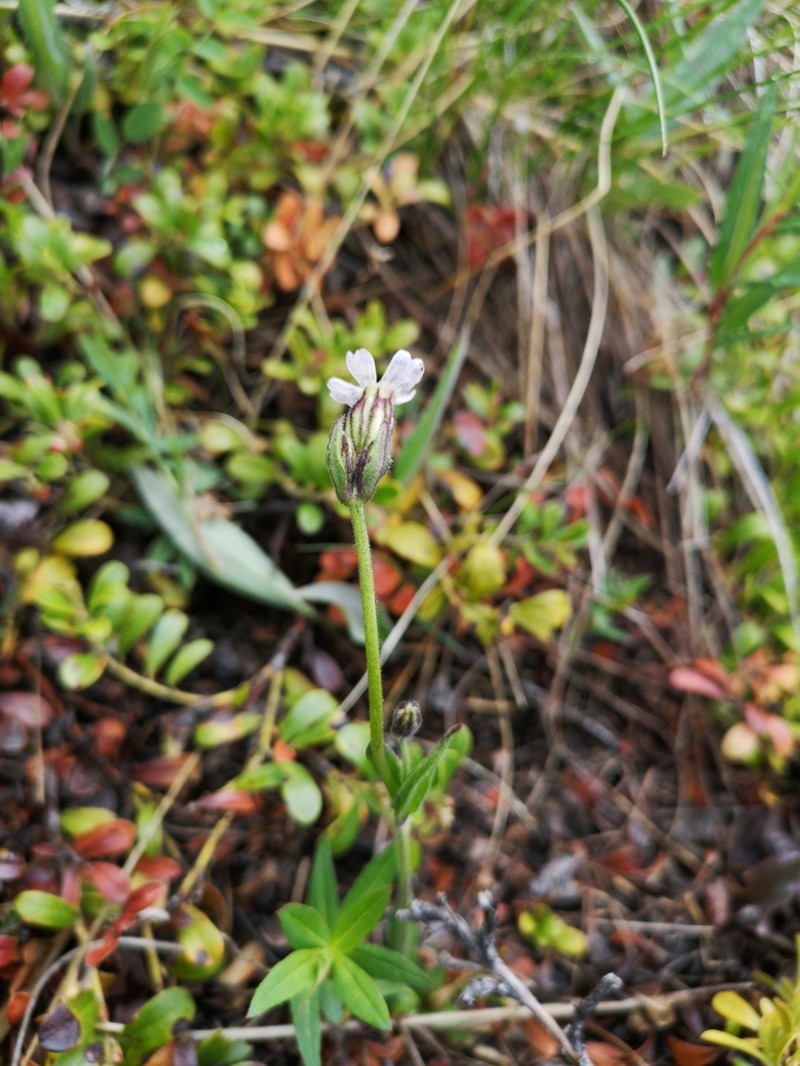 Taimyr Catchfly