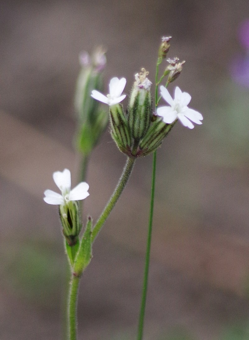 Taimyr Catchfly photo 2