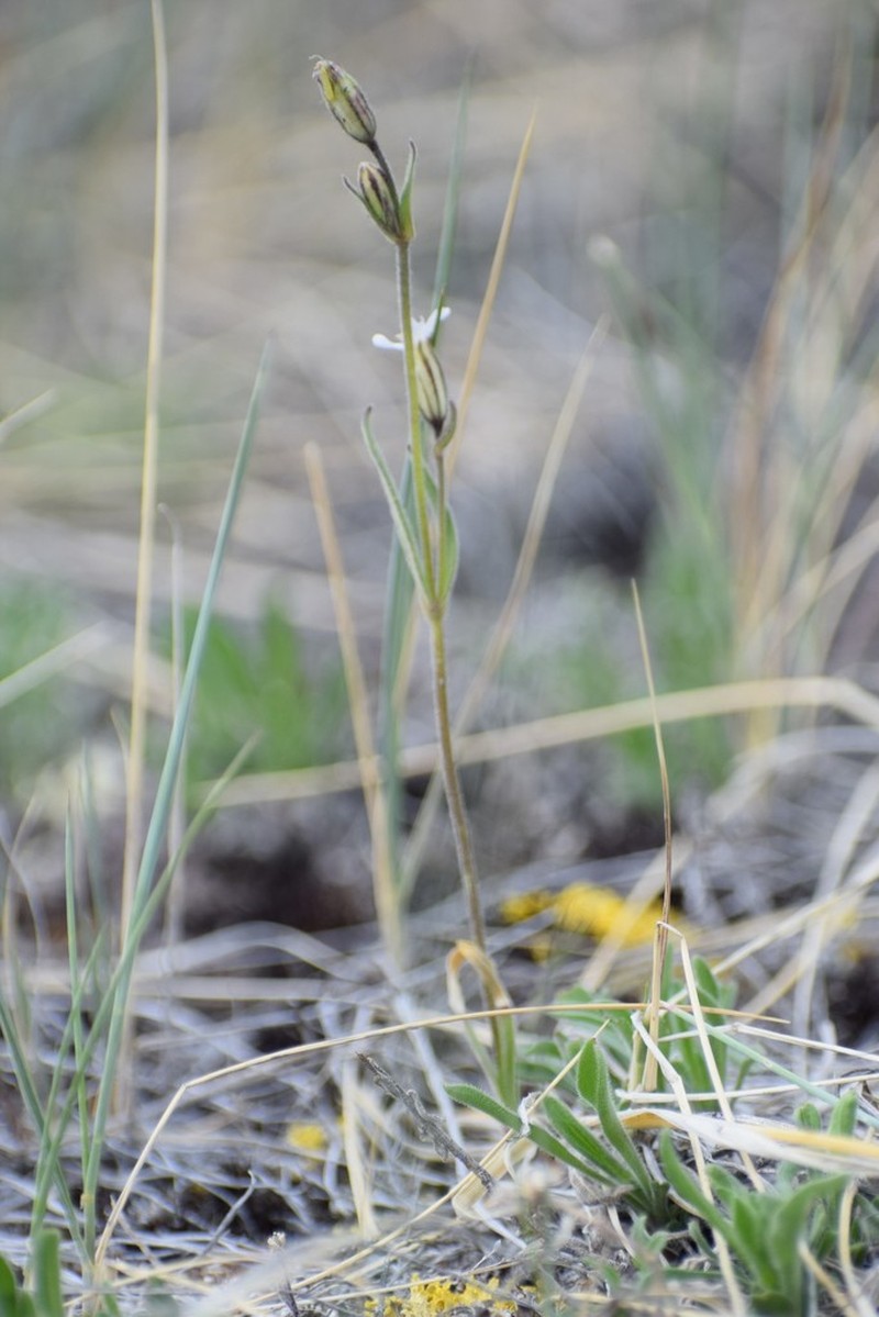Taimyr Catchfly photo 3