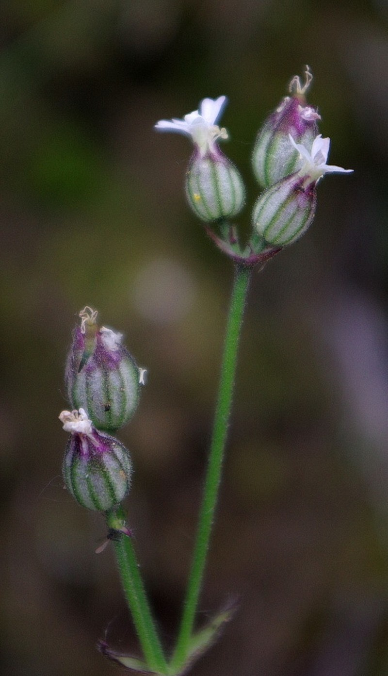 Taimyr Catchfly photo 4