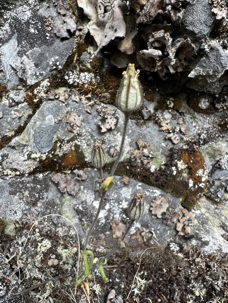 Taimyr Catchfly photo 5