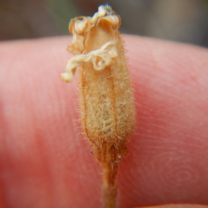 Taimyr Catchfly photo 6