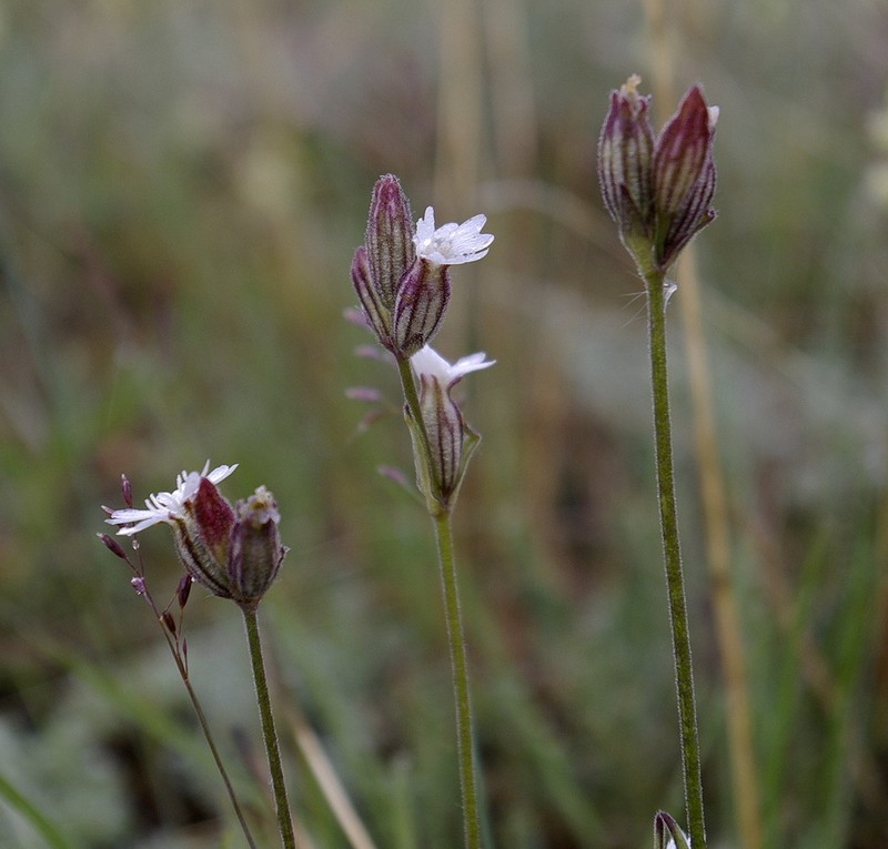 Taimyr Catchfly photo 7
