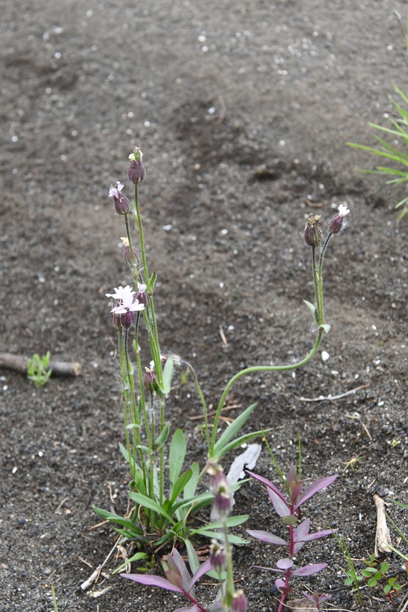 Taimyr Catchfly photo 8