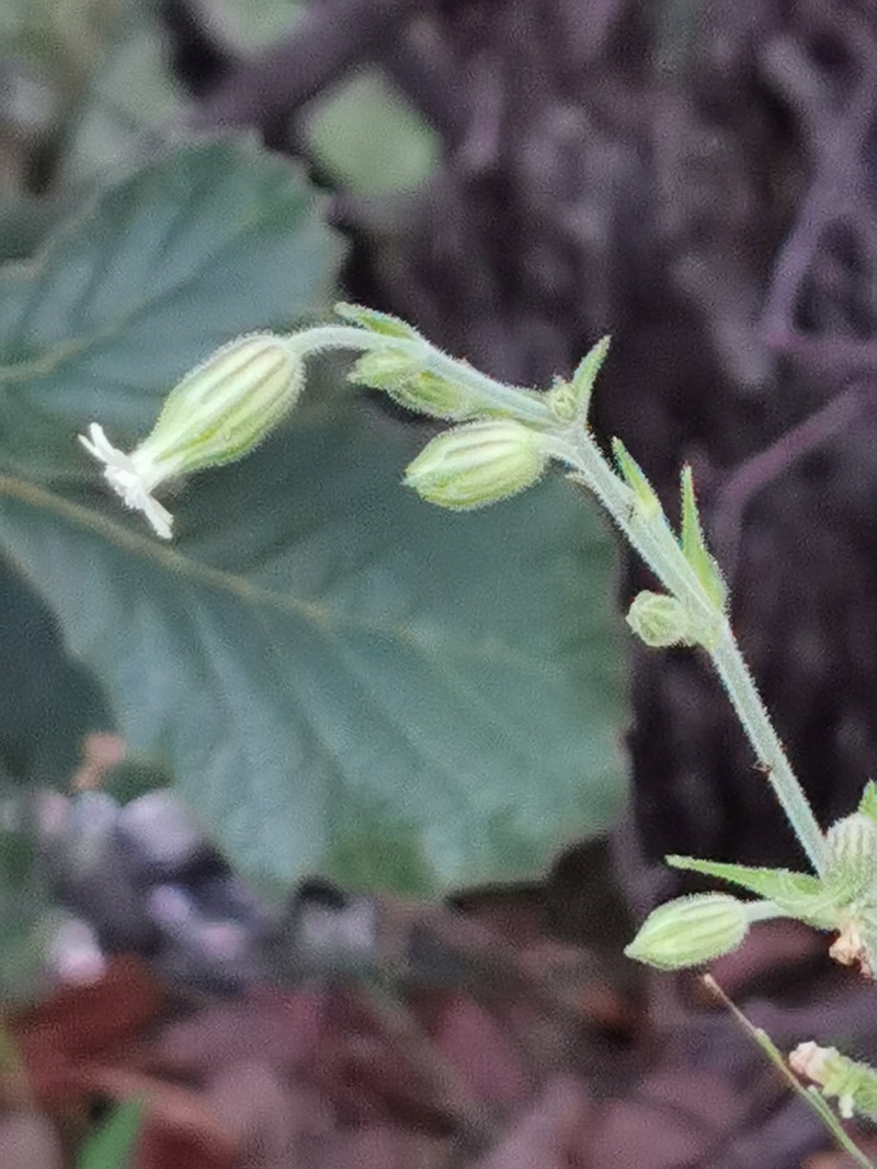 Woolly Catchfly