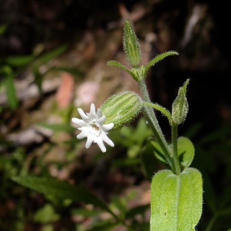 Woolly Catchfly photo 2