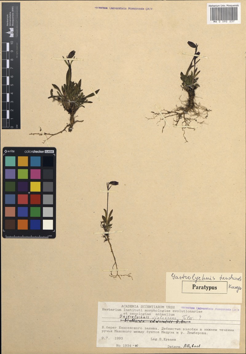 Silene tundricola