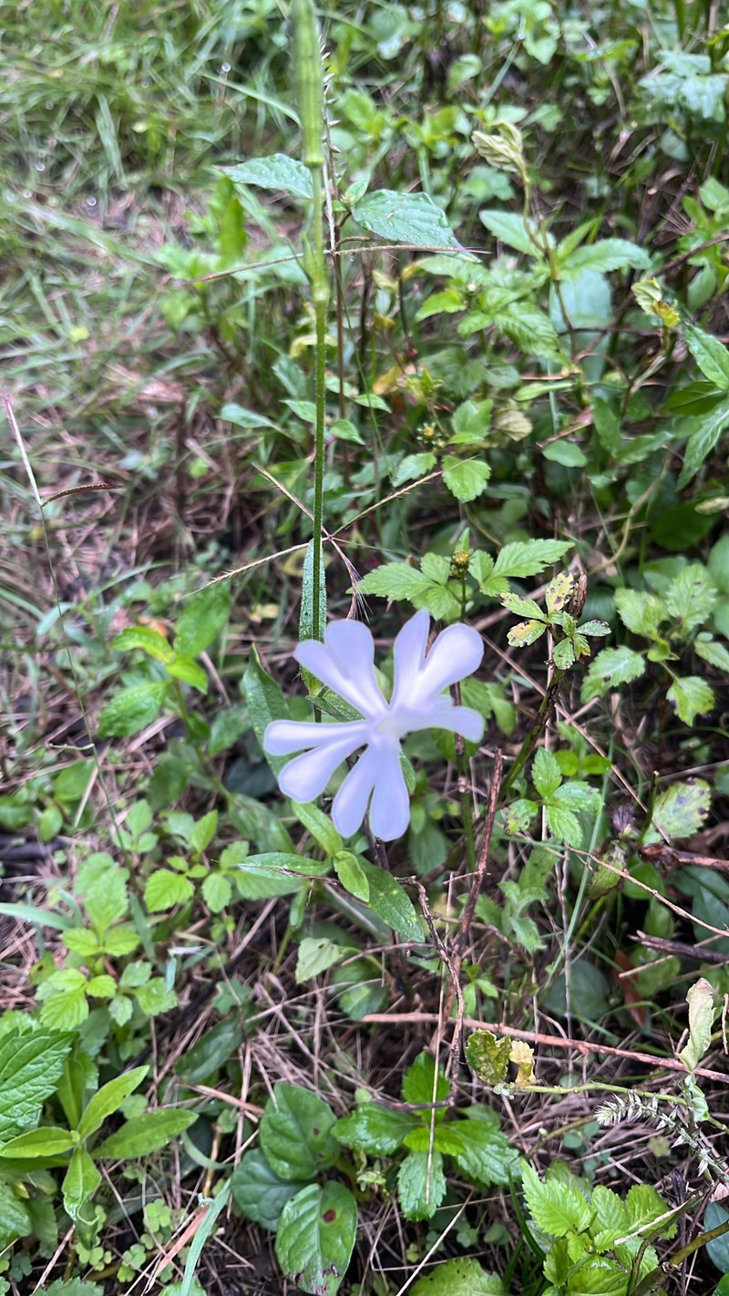 Silene undulata subsp. undulata photo 2