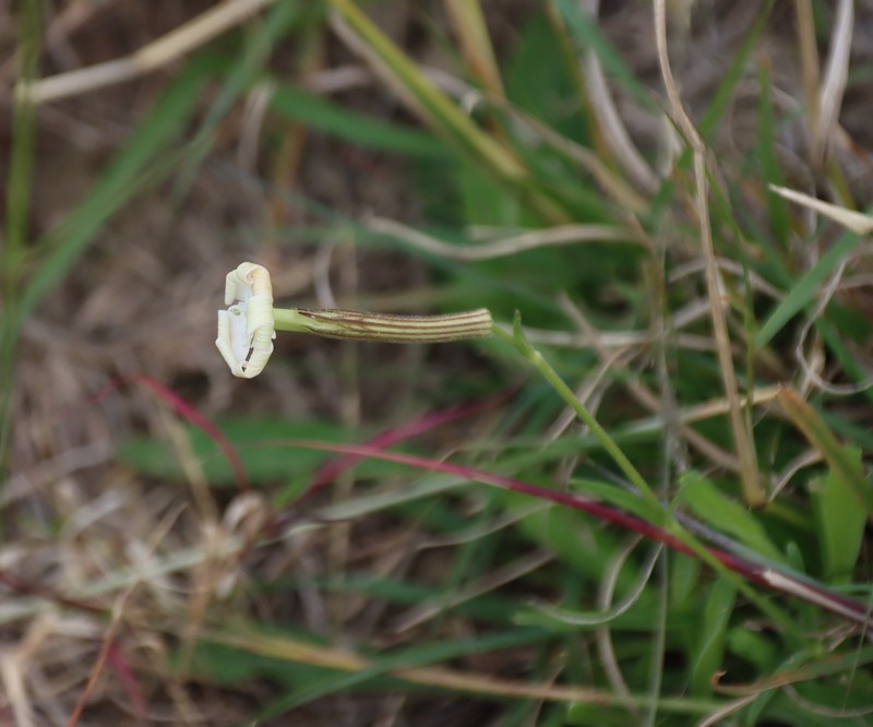 Silene undulata subsp. undulata photo 3