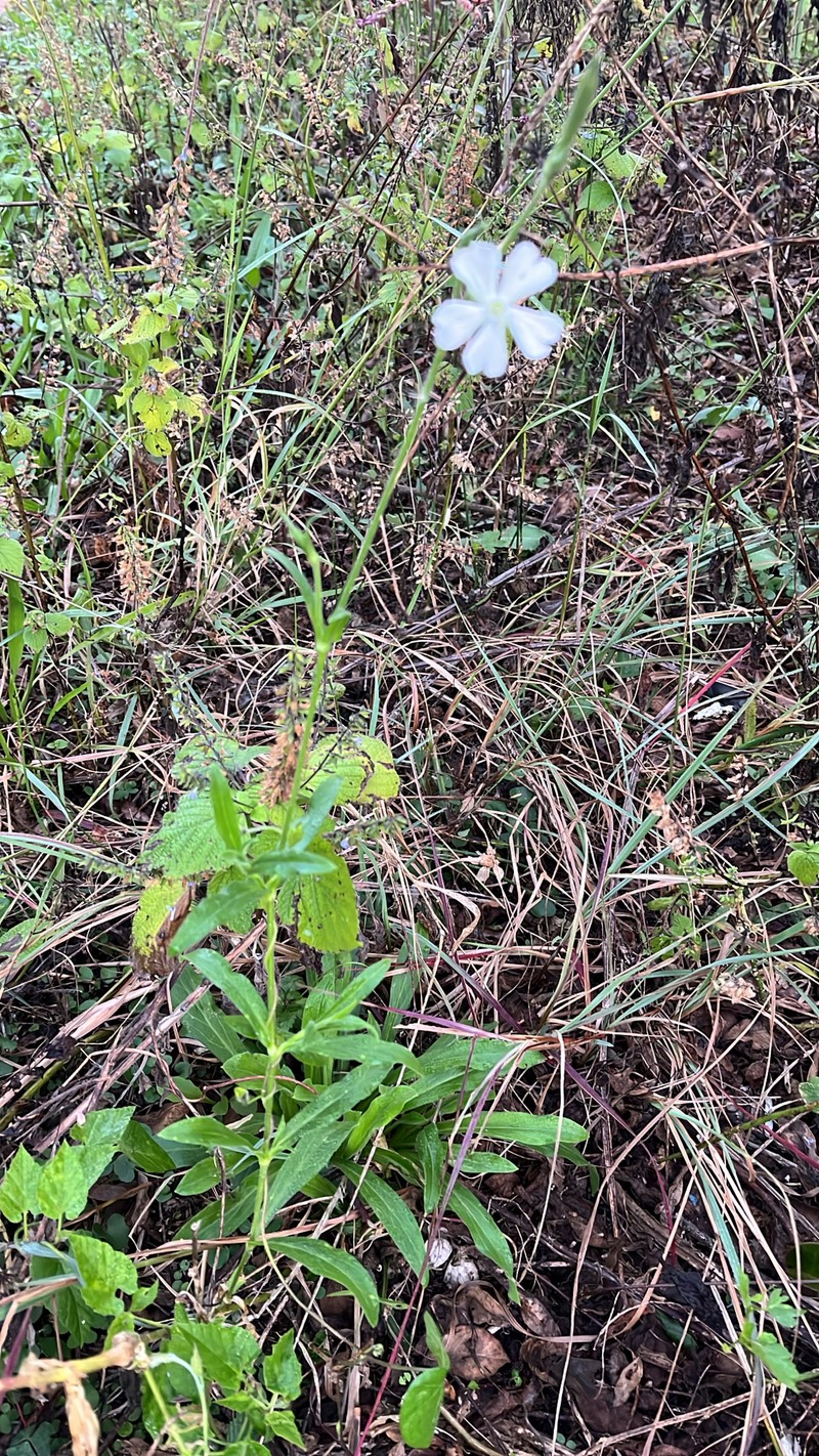 Silene undulata subsp. undulata photo 4