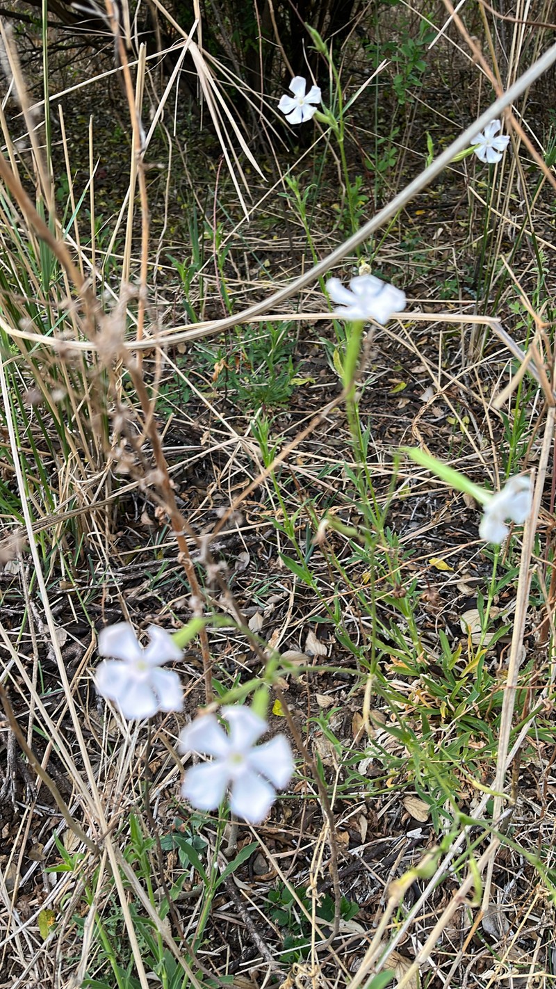 Silene undulata subsp. undulata photo 5