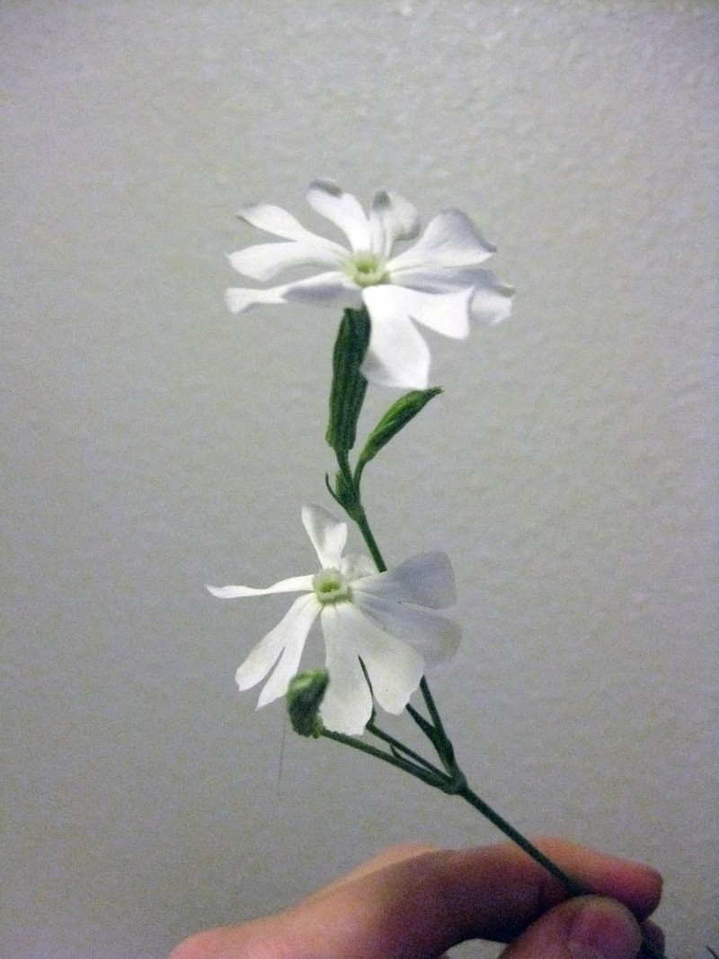 Silene undulata subsp. undulata