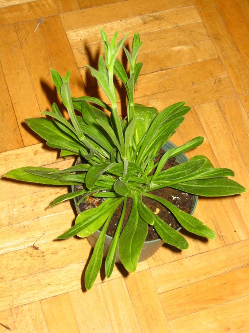 Silene undulata subsp. undulata photo 6