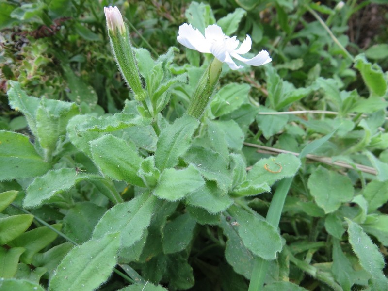 Silene undulata subsp. undulata photo 7