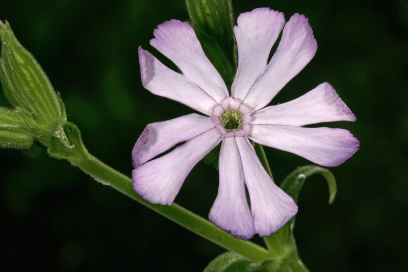 Silene undulata subsp. undulata photo 8