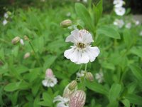 Sea Campion