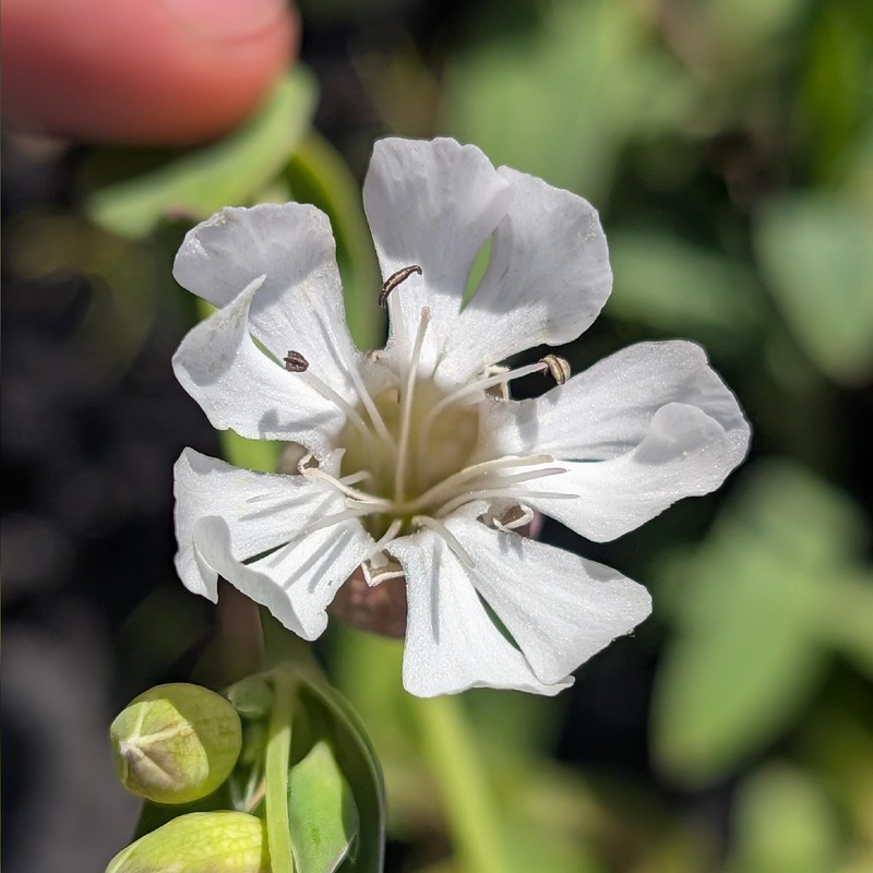 Silene uniflora subsp. uniflora