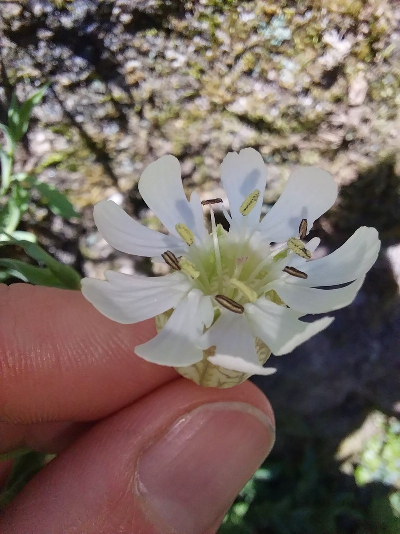Silene uniflora subsp. uniflora photo 2