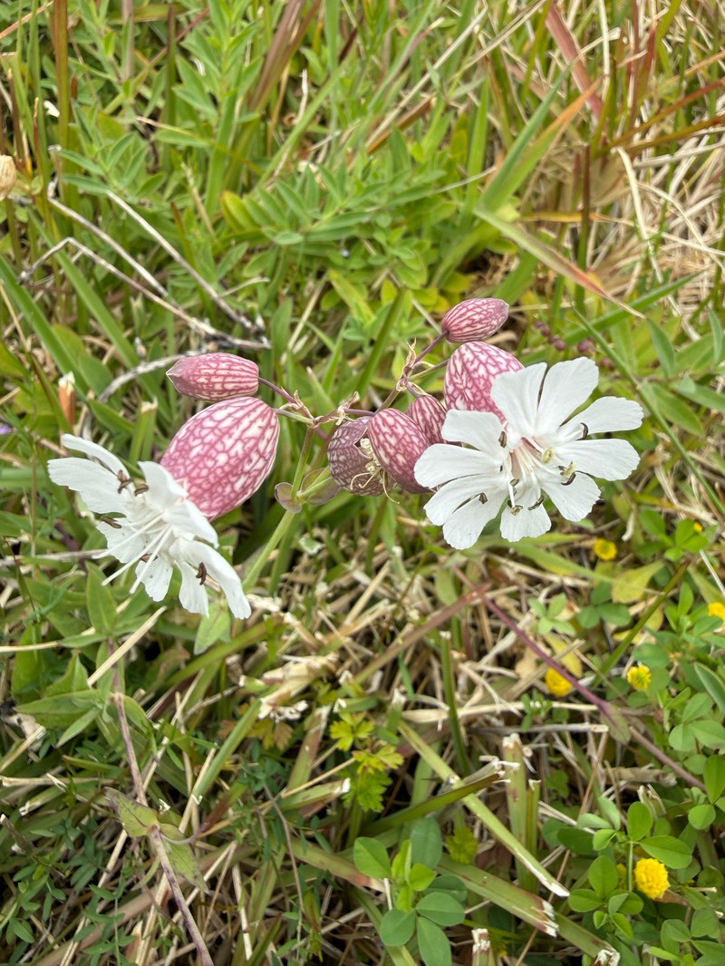 Silene uniflora subsp. uniflora photo 4