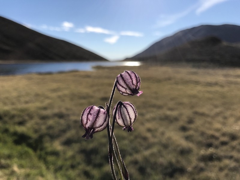 Apetalous Catchfly