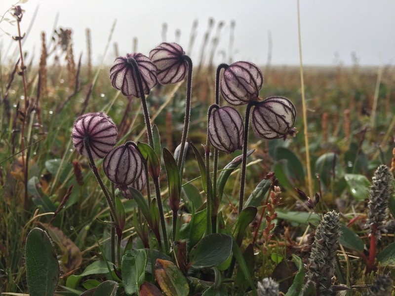 Apetalous Catchfly photo 2