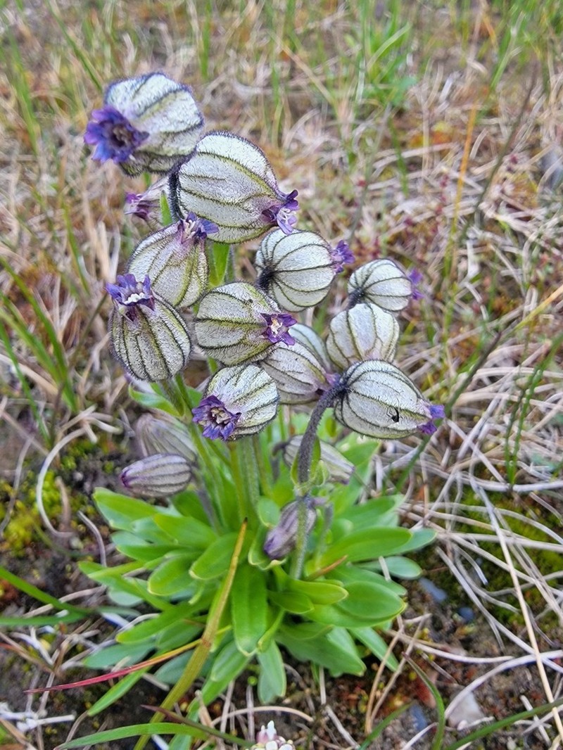 Apetalous Catchfly photo 3