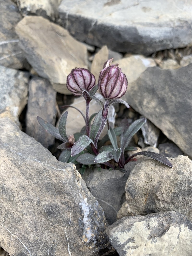 Apetalous Catchfly photo 4