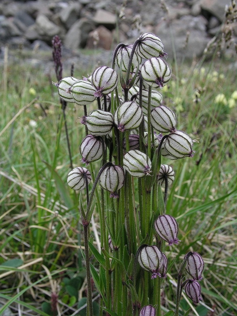 Apetalous Catchfly photo 6