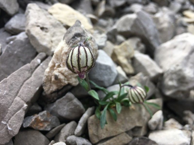 Apetalous Catchfly photo 7