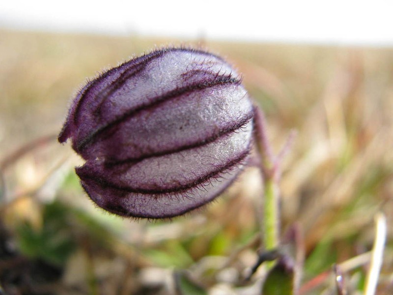 Apetalous Catchfly photo 8