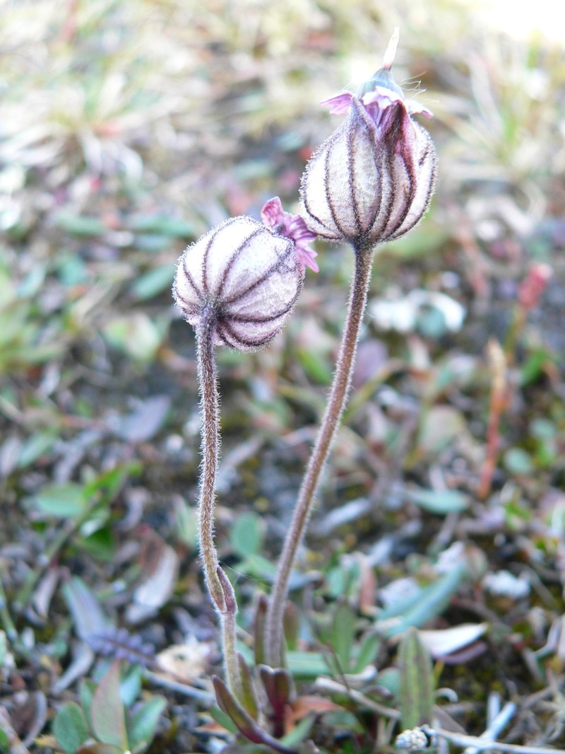 Silene uralensis subsp. ogilviensis