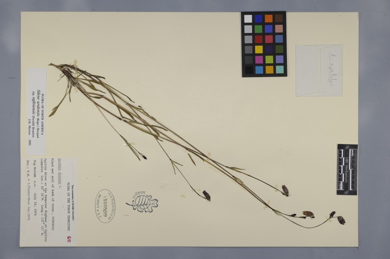 Silene uralensis subsp. ogilviensis photo 2