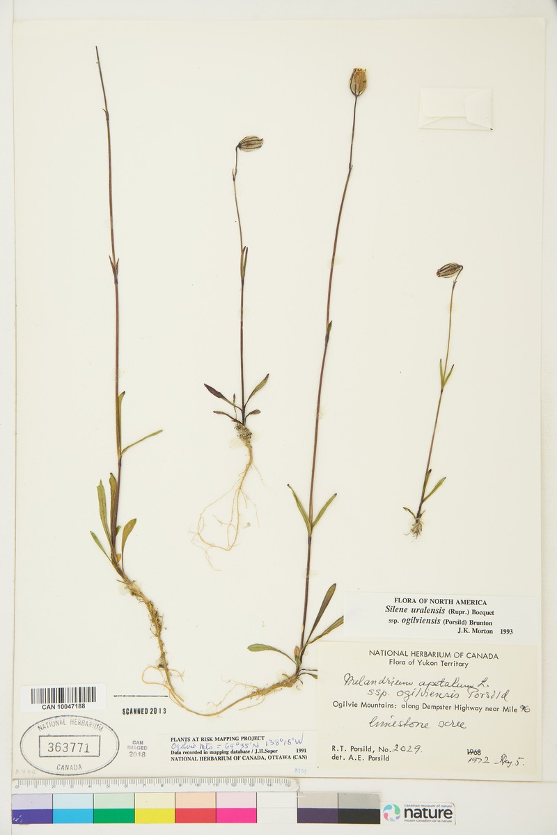 Silene uralensis subsp. ogilviensis photo 3