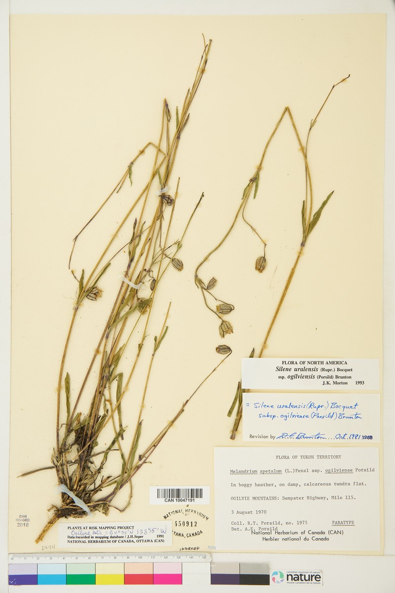 Silene uralensis subsp. ogilviensis photo 4