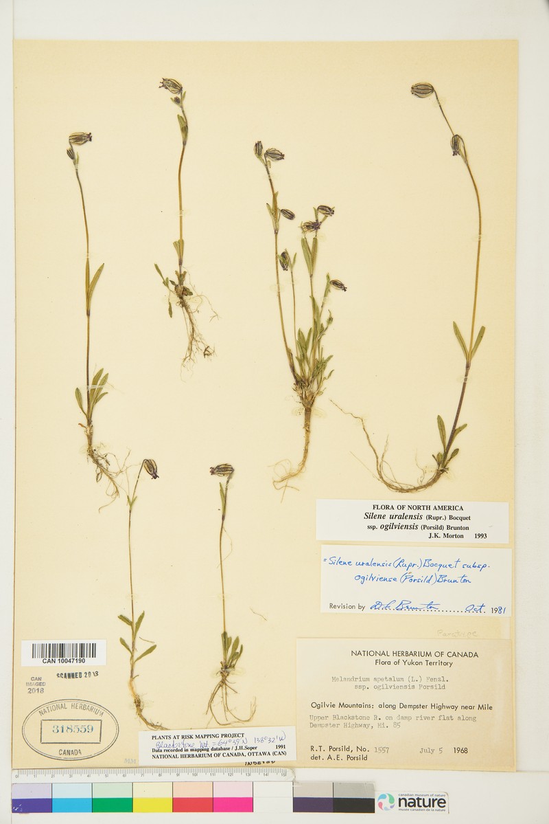 Silene uralensis subsp. ogilviensis photo 5