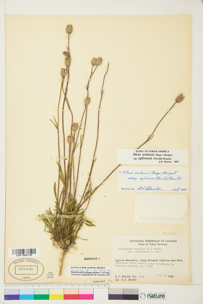 Silene uralensis subsp. ogilviensis photo 6