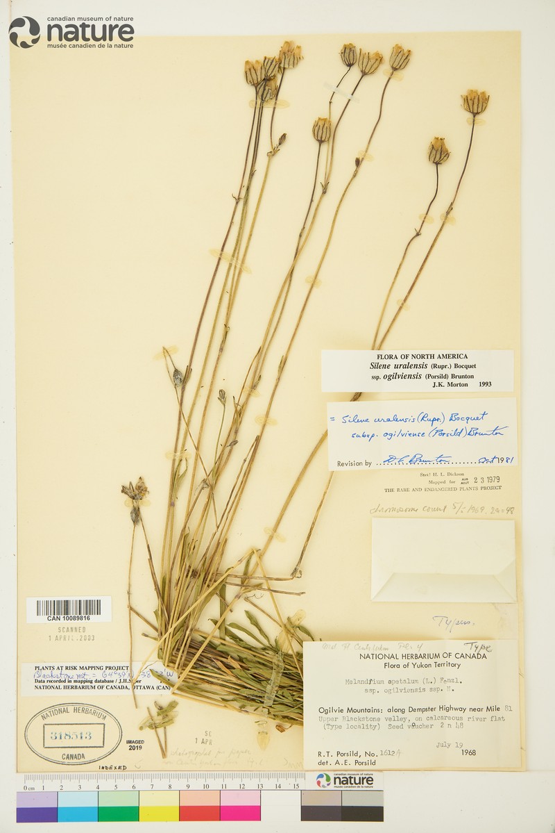 Silene uralensis subsp. ogilviensis photo 7