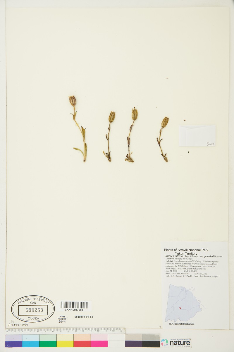 Largefruit Catchfly