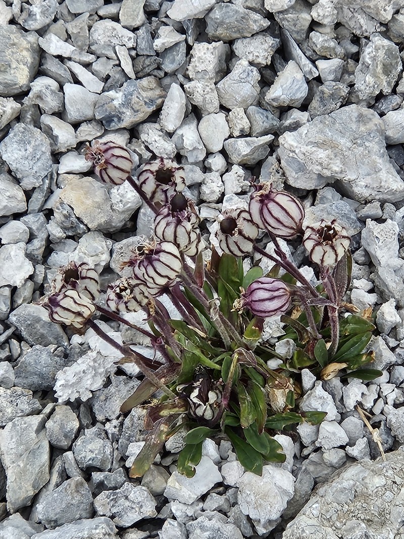 Silene uralensis subsp. uralensis