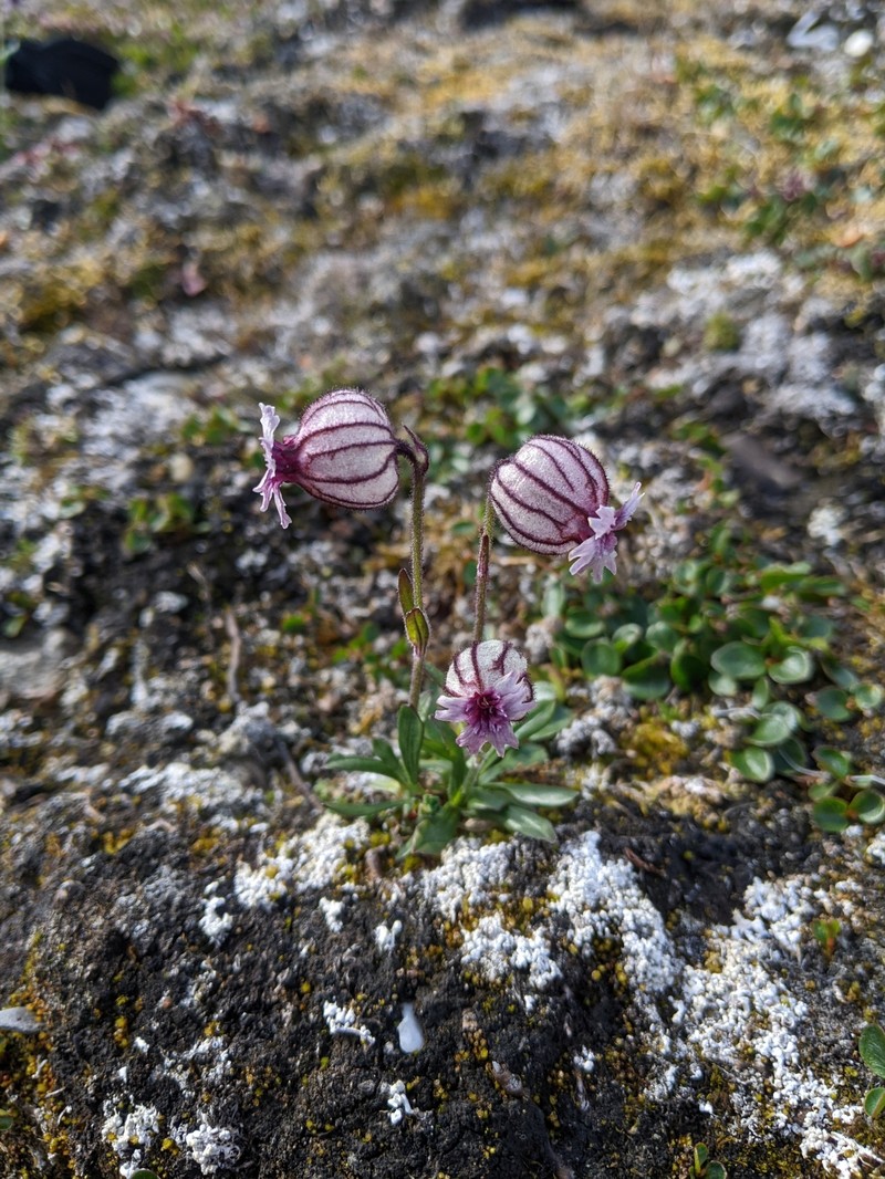 Silene uralensis subsp. uralensis photo 2