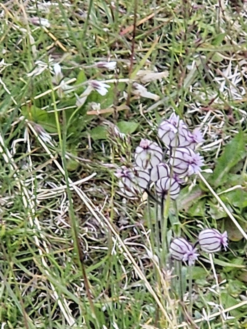 Silene uralensis subsp. uralensis photo 3