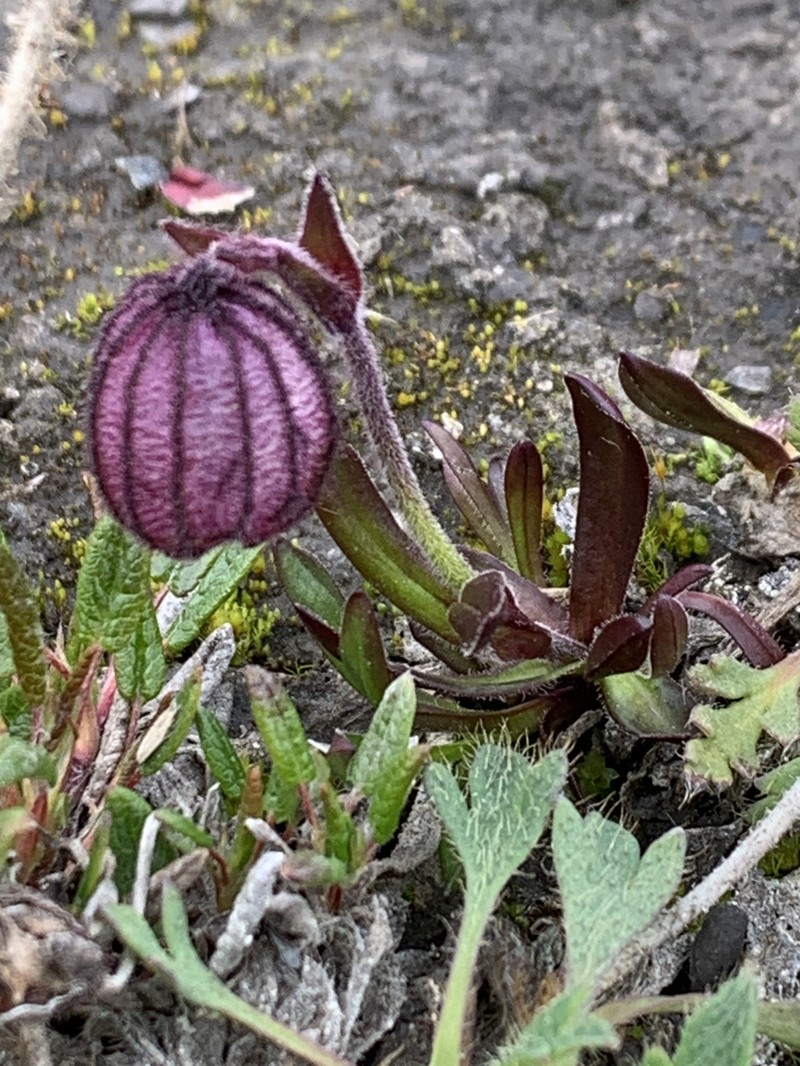 Silene uralensis subsp. uralensis photo 4
