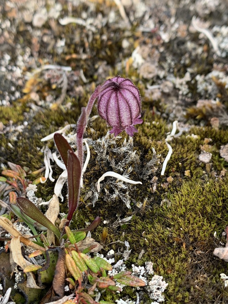 Silene uralensis subsp. uralensis photo 6