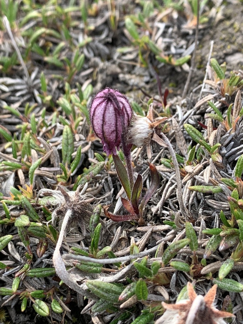 Silene uralensis subsp. uralensis photo 7