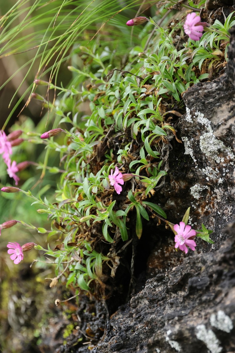 Silene vanchingshanensis