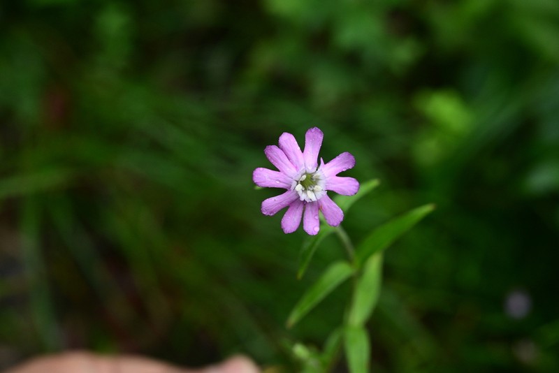 Silene vanchingshanensis photo 3